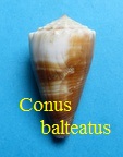 Conus balteatus, Sowerby I 1833 (RKK19) virg